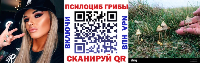Псилоцибиновые грибы Cubensis  Курчалой 