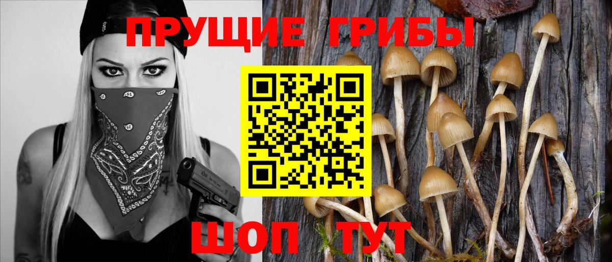 Псилоцибиновые грибы Psilocybine cubensis  купить наркотики цена  Курчалой  Вход с VPN 
