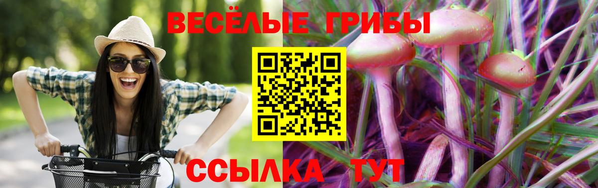 Галлюциногенные грибы Psilocybine cubensis Курчалой